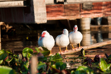 white chicken in a nest