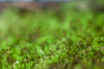 green grass with dew drops