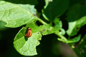 Close-up photo of red potato beetle larvae on a plant leaf. Agricultural on a farm in South Moravia in the Czech Republic.
