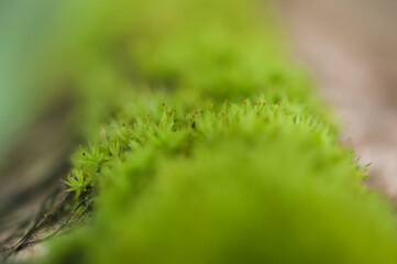 close up of grass