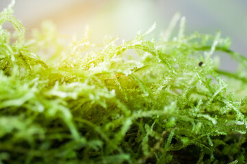 green grass with dew