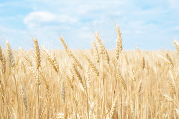 field with ears of wheat against the blue sky. Ripe Bread Harvesting