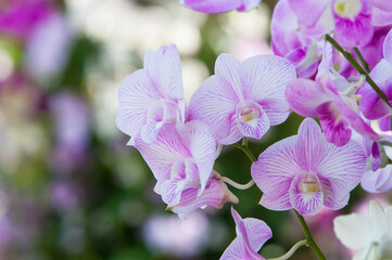 Naklejka na ściany i meble purple orchid flowers