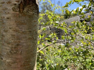 tree trunk with green leaves