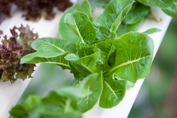 lettuce in the garden