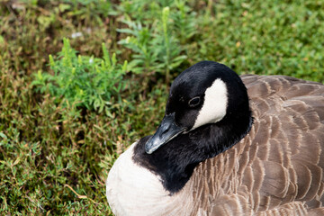 Oiseaux du Québec