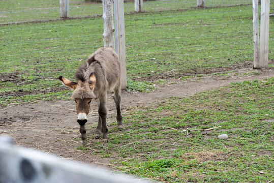 18 Best Bebe Ane Images Stock Photos Vectors Adobe Stock