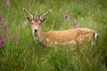 Deer among the Foxgloves