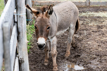 Fototapeta premium Âne de ferme