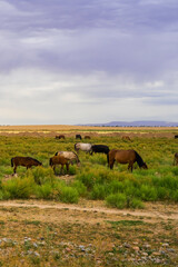 Herds of animals in the pasture. Storm clouds in the sky. Horses and cows graze in the steppe. Summer steppe landscape. Pasture. Meadow with green grass and flowers. Animal shepherd grazes.