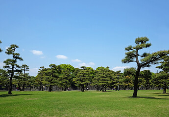 Field trees and blue sky