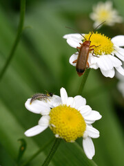 Insects on daisies.