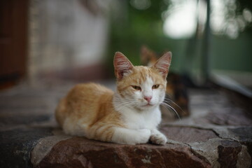 Naklejka na ściany i meble Yong ginger-white cat relax in the summer yard