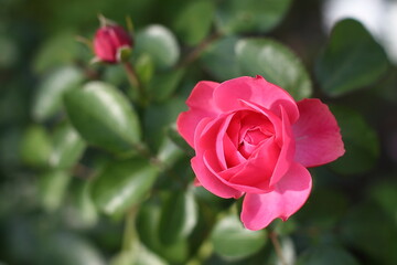 pink rose in garden