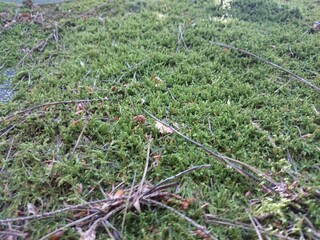 woodland scene, with rocks and small holly plant in the foreground, surrounded by green grass, the moss covered rocks leading you to the background, lit by the setting sun, sets the red bracken onfire