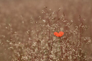 eine rote Mohnblume allein unter filigranen Gräsern