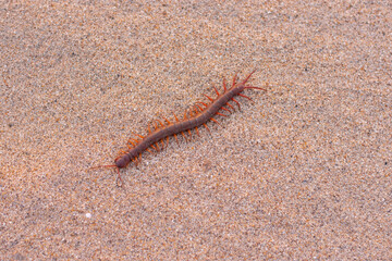 Centipede, poisonous insect The body is brown. With many legs climbing in the sand