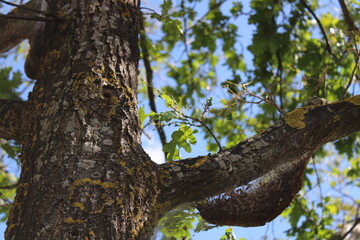 Eichenprozessionsspinner