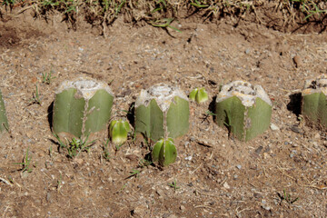 Cactus growing close up.