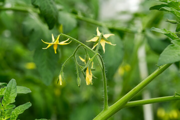 Organic Tomato Flower in home garden. Bright yellow flowers of tomatoes.