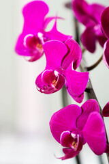 orchids in full bloom