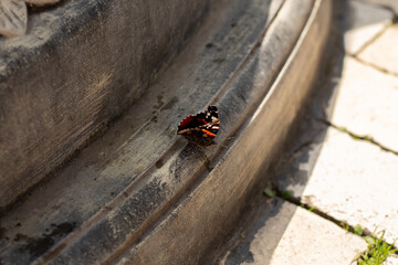 butterfly sits on a stone