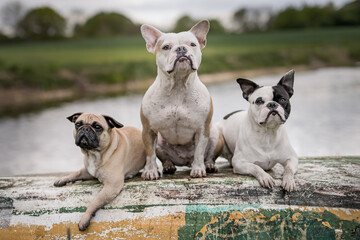 Bullis au Holz- f Boot  / Bulldoggen und ein Mops / Hunde HQ / 300 DPI