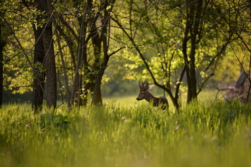 deer in the forest looking at the camera in spring season