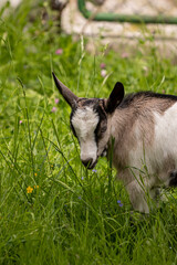 Small brown and white domestic goat	