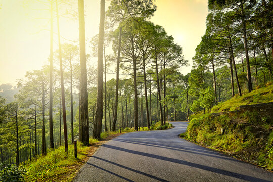 Beautiful sunrise view of pine forest at himalaya range, Almora, Ranikhet, Uttarakhand, India.