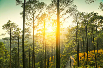 Beautiful sunrise view of pine forest at himalaya range, Almora, Ranikhet, Uttarakhand, India.