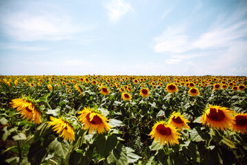 Obraz premium Sunflower field with cloudy blue sky. Closeup of sunflower on farm. Rural landscape.