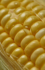 close-up view of the yellow corn seeds