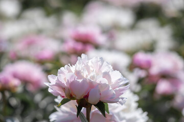 White flower peony flowering
