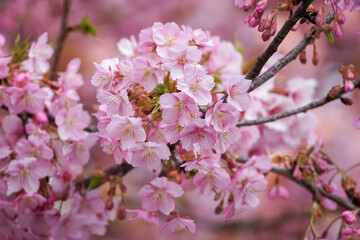 河津桜の花のクローズアップ