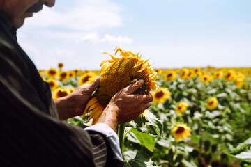 Farmer's hand inspects blooming sunflower flower. Businessman conducts crop analysis. Agriculture...