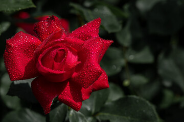 Red rose in the drops of dew.