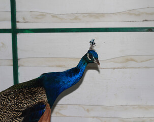 Gorgeous peacock. The bird is locked up.