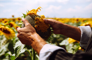 Farmer's hand inspects blooming sunflower flower. Businessman conducts crop analysis. Agriculture...