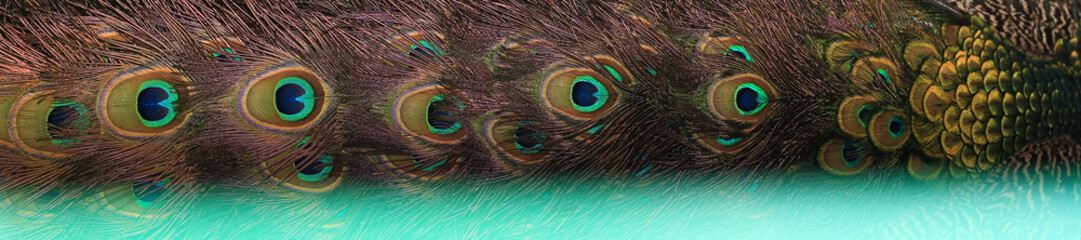 The texture of the peacock's tail. Feathers for the background.