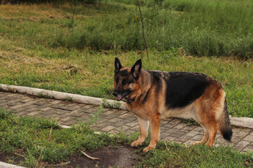 The Sheepdog is standing on the path. The dog walks in the evening.