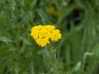 Gros plan sur un bouquet plat de minuscules fleurs jaune or d'achillée filipenduline ou eupatoire (Achillea filipendulina)