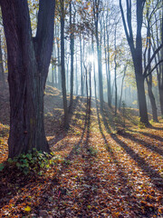 Sunlight in the misty november forest. Light and shadows visible on forest mulch. Sun rays pouring through trees.