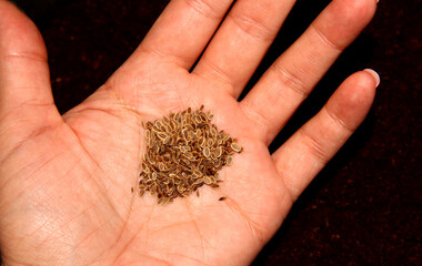 On the palm-dill seeds. Spring planting of greenery.