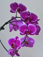 Fototapeta premium Orchidée