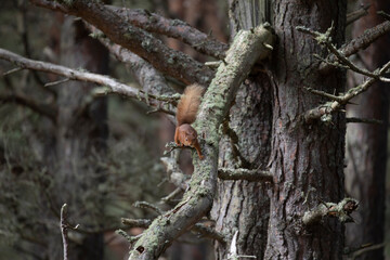 red squirrel, Sciurus vulgaris, stopped while running down pine tree branch in scotland during spring.