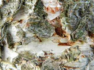 shell on the beach