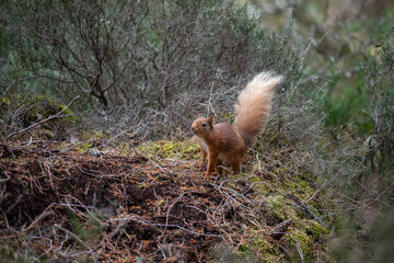 red squirrel, Sciurus vulgaris, very near standing up on forest floor surrounded by heather and grass during spring in scotland.