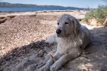 Beautiful White Kuvasz Dog relaxing on a beach, in the shade