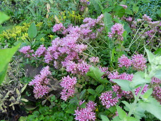pink flowers in the garden